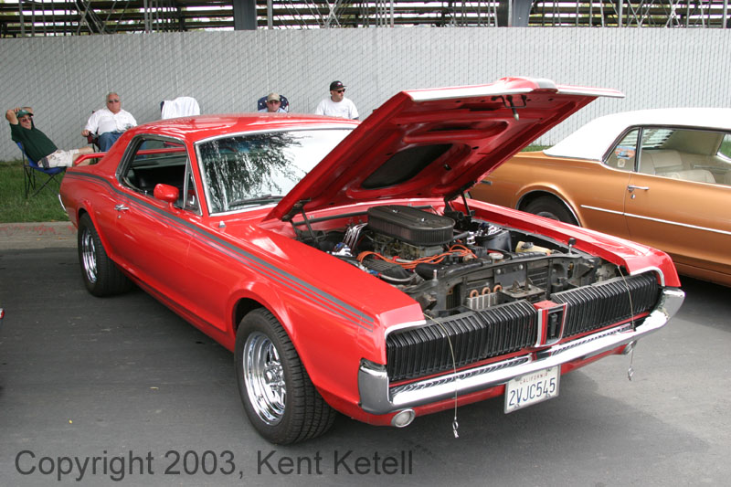 Cougar13