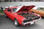 Cougar13